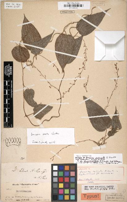 spécimen de Dioscorea delicata